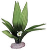 Blue Ribbon Plant - Flowering Sword Leaf Cluster Mini Gr