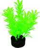 Blue Ribbon Colorburst Plant Exotic Mini