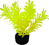 Blue Ribbon Colorburst Plant Exotic Mini