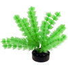 Blue Ribbon Colorburst Plant Foxtail