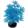 Blue Ribbon Colorburst Plant Palm