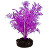 Blue Ribbon Colorburst Plant Dragon Leaf