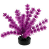 Blue Ribbon Colorburst Plant Foxtail