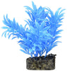 Blue Ribbon Colorburst Plant Exotic Mini