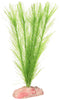 Blue Ribbon Plant - Soft Foxtail Mini
