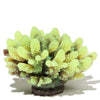 Sporn Acropora Plant Yellow