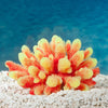 Sporn Yellow Tip Acropora Plant