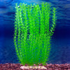 Sporn Wall Of Plants Green Microphilia