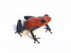 Strawberry Poison Dart Frog