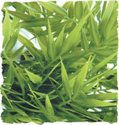 Zoo Med Madagascar Bamboo Reptile Terrarium Plant