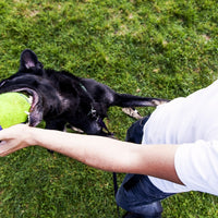 KONG AirDog Squeaker Football Dog Toy