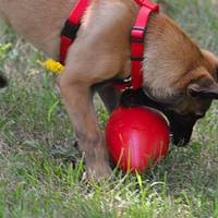 Jolly Pets Jolly Red Egg Dog Toy