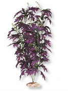 Blue Ribbon Plant - Amazon Butterfy Leaf Large Plum