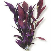 Blue Ribbon Plant - African Sword W/Flowers X-Large Plum