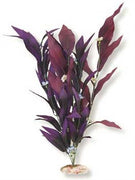 Blue Ribbon Plant - African Sword W/Flowers X-Large Plum