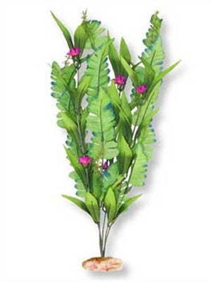 Blue Ribbon Plant - Flowering Sword Leaf Cluster Large Gr