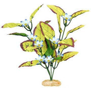 Blue Ribbon Plant - Flowering Willow Leaf Small Plum/Yel