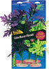Blue Ribbon Plant - Multipack Amazon Broad Leaf Flowering Cluster
