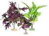 Blue Ribbon Plant - Multipack South American Flowering Cluster