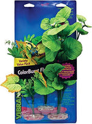 Blue Ribbon Plant - Multipack Broad Leaf Flowering Cluster