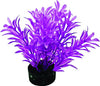 Blue Ribbon Colorburst Plant Exotic Mini