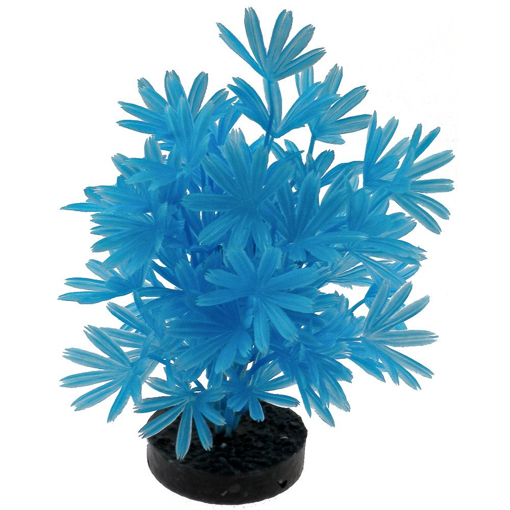 Blue Ribbon Colorburst Plant Palm