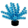 Blue Ribbon Colorburst Plant Foxtail