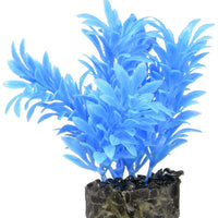 Blue Ribbon Colorburst Plant Exotic Mini