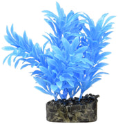 Blue Ribbon Colorburst Plant Exotic Mini