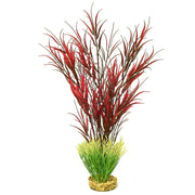 Blue Ribbon Gravel Base Plant - Wild Mountain Plant Red