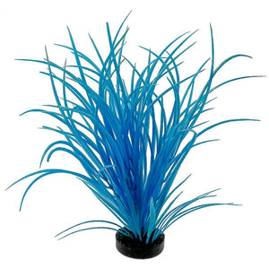 Blue Ribbon Colorburst Plant Ocean Grass
