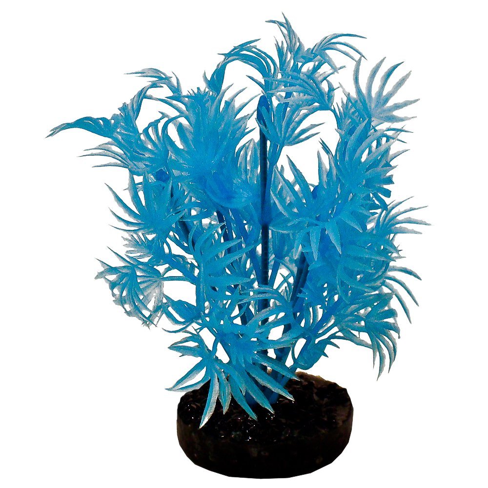Blue Ribbon Colorburst Plant Dragon Leaf