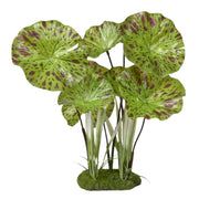 Blue Ribbon ColorBurst Florals Lotus Plant