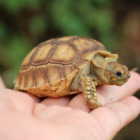 African Sulcata Tortoise
