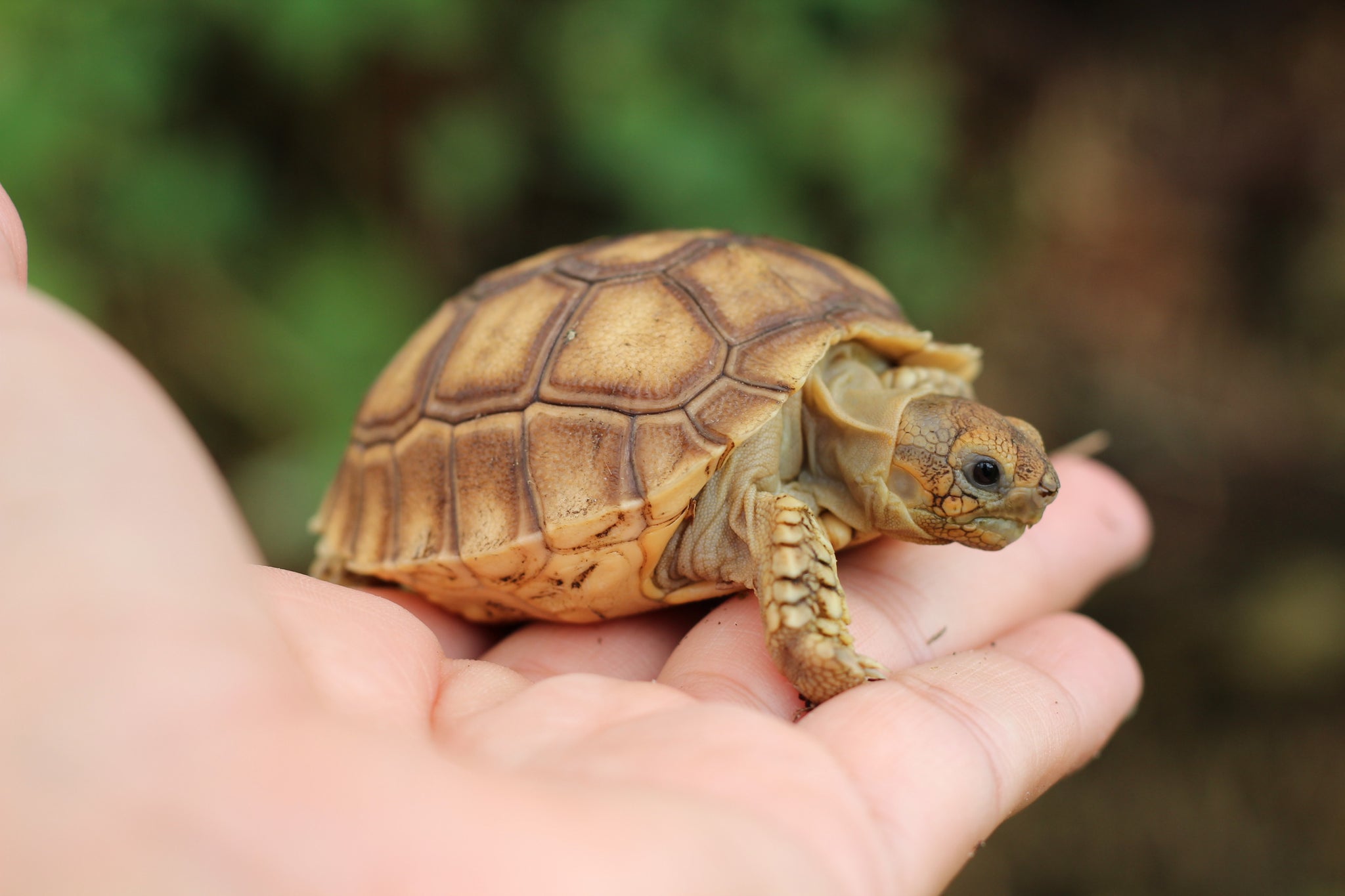 African Sulcata Tortoise | Daddy's Pet Supply