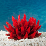 Sporn Acropora Plant Red/Green
