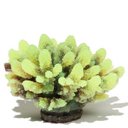Sporn Acropora Plant Yellow