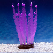 Sporn Aquatic Creations Purple Caulerpa Seaweed