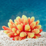 Sporn Yellow Tip Acropora Plant