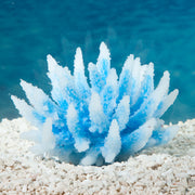 Sporn White Tip Acropora Plant Blue