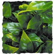 Zoo Med Mexican Phyllo Reptile Terrarium Plant