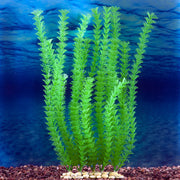 Sporn Wall Of Plants Anacharis Green