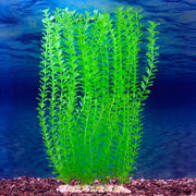 Sporn Wall Of Plants Green Microphilia
