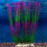 Sporn Wall of Plants Red/Green Plant
