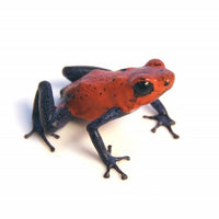 Strawberry Poison Dart Frog